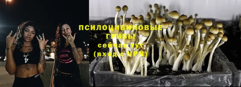 даркнет сайт  Зеленокумск  Галлюциногенные грибы GOLDEN TEACHER 